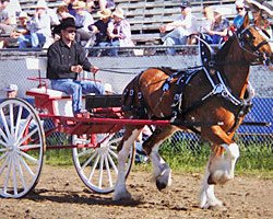 broodmare Langbank Tweedsdale Legacy (Clydesdale, 1999, from Belleau Annett's Adam)