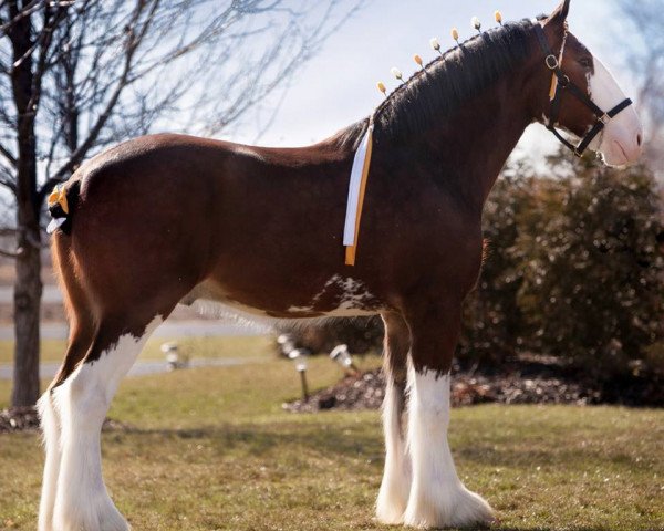 Pferd Lane's End Top Gun (Clydesdale, 2015, von Pinnacle's Maverick)