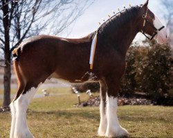 Pferd Lane's End Top Gun (Clydesdale, 2015, von Pinnacle's Maverick)