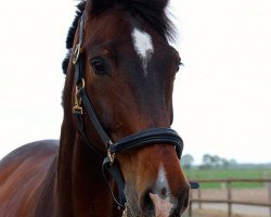 Pferd Cwincy B (Holsteiner, 1998, von Chambertin)