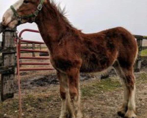 horse Lane's End Speculator (Clydesdale, 2019, from Thorpe Hill Royale)