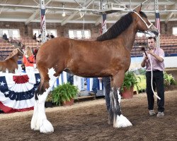 horse Lane's End Melody (Clydesdale, 2017, from Willow Way Kelso)