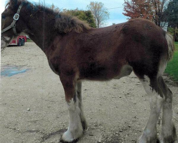 horse Lane's End Aurora (Clydesdale, 2017, from Zorra Highland Designer)