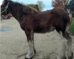 Pferd Lane's End Aurora (Clydesdale, 2017, von Zorra Highland Designer)