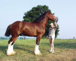 horse Landview Elegant Evan (Clydesdale, 2000, from Thistle Ridge Eaton Victor)