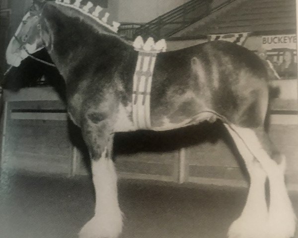 Pferd Landview Dandy Jack (Clydesdale, 1999, von Thistle Ridge Eaton Victor)