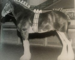 Pferd Landview Dandy Jack (Clydesdale, 1999, von Thistle Ridge Eaton Victor)