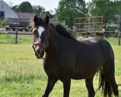 broodmare Venecia (German Riding Pony, 2017, from Vito)