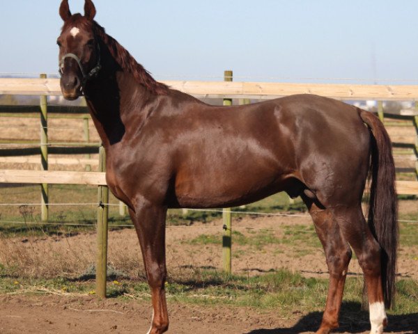 stallion Firenze (Hanoverian, 2005, from Florestan I)