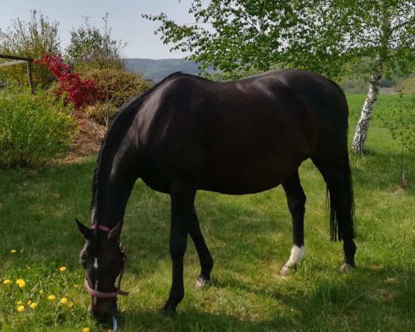 broodmare Rose Royal (Hanoverian, 2006, from Royal Blend)