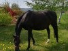 broodmare Rose Royal (Hanoverian, 2006, from Royal Blend)