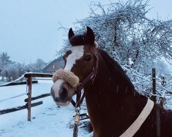 horse Breeton Bow (Welsh-Pony (Section B), 2001, from Breeton Dai)