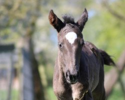 jumper Die Elli (Hanoverian, 2020, from Diacontinus)