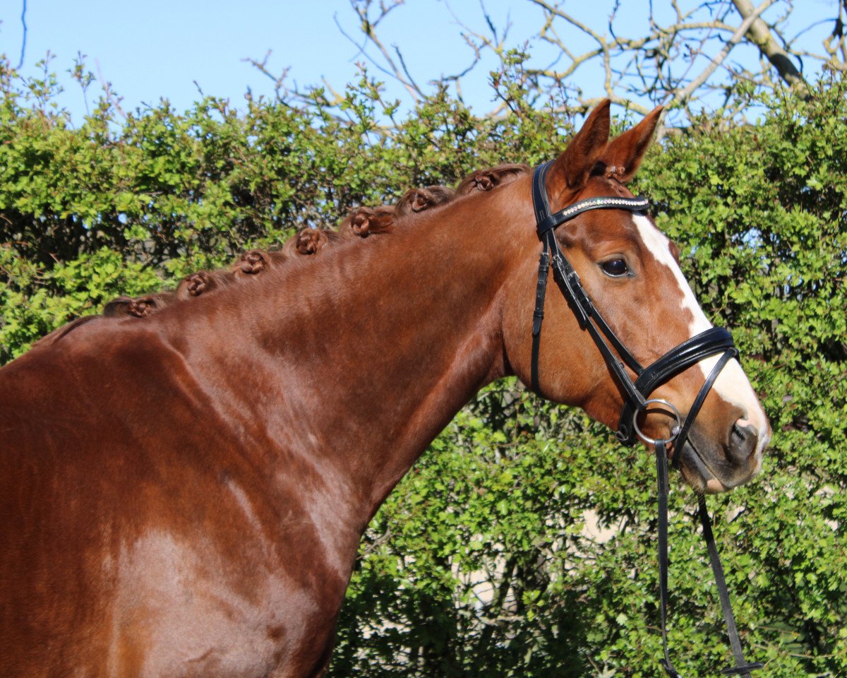 horse Brentanos Bounty H.T. (Hanoverian, 2014, from Brentano II)