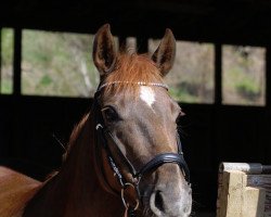 broodmare Ascari (German Warmblood, 2014, from Airman xx)