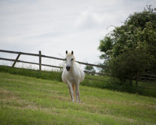 Zuchtstute Angel (Deutsches Reitpony, 1992, von Scotch Whisky)