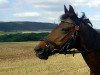 broodmare Karin 2947 (German Riding Pony,  , from Vita Nova's Celesto)