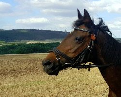 Zuchtstute Karin 2947 (Deutsches Reitpony,  , von Vita Nova's Celesto)