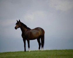 Zuchtstute Kid (Deutsches Reitpony, 1999, von Makuba)