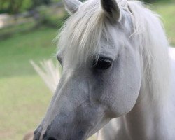 broodmare Akita (German Riding Pony, 1999, from Da Capo)