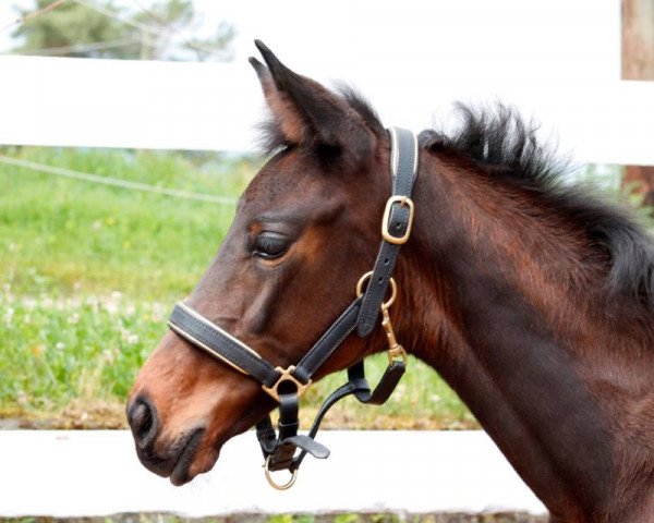 dressage horse Landliebes letzte Tochter (Württemberger, 2013, from Little Charly)