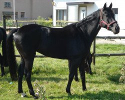 broodmare Esmira (Württemberger, 2002, from Epikur)