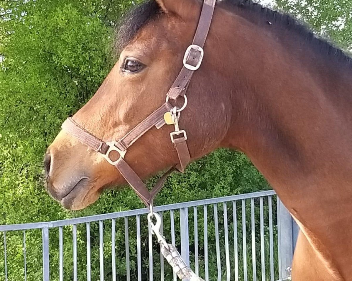 Zuchtstute Curly Sue Parker (Deutsches Reitpony, 2007, von Charm of Nibelungen)