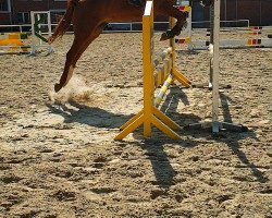 jumper Colorado (Westphalian, 2015, from Ciacolini)