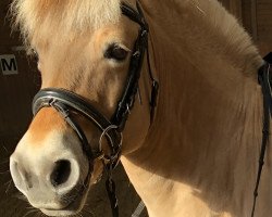 broodmare Iranka (Fjord Horse, 2008, from Illiano)