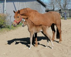 Pferd Delandro (Deutsches Reitpony, 2020, von Del Piero 25)