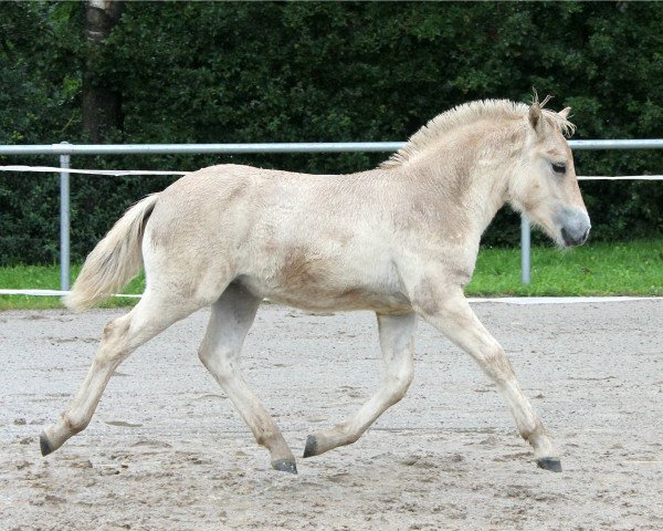 Pferd Donner Fjellhorn (Fjordpferd, 2021, von Dilian)