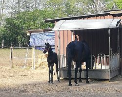 broodmare Tangelina GK (Mecklenburg, 2020, from Tangelo van de Zuuthoeve)