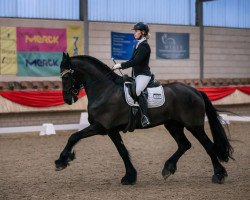 dressage horse Rico (Friese, 2005, from Aan 416)