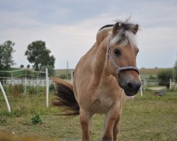 horse Leila (Fjord Horse, 1997, from Rex I-84)