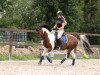 dressage horse Herman (Dutch Pony, 2012)