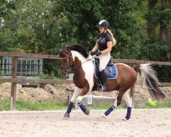 dressage horse Herman (Dutch Pony, 2012)