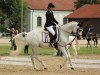 horse Sisco 90 (Trakehner, 2000, from Legato)