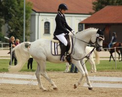 horse Sisco 90 (Trakehner, 2000, from Legato)