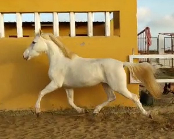 Pferd BANDOLERA CCXCVIII (Pura Raza Espanola (PRE), 2012)