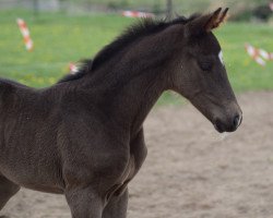 broodmare Röschen (German Sport Horse, 2020, from Finest Selection OLD)