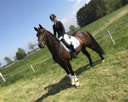 dressage horse Jazz Blue (Oldenburg, 2011, from Jazz Rubin)