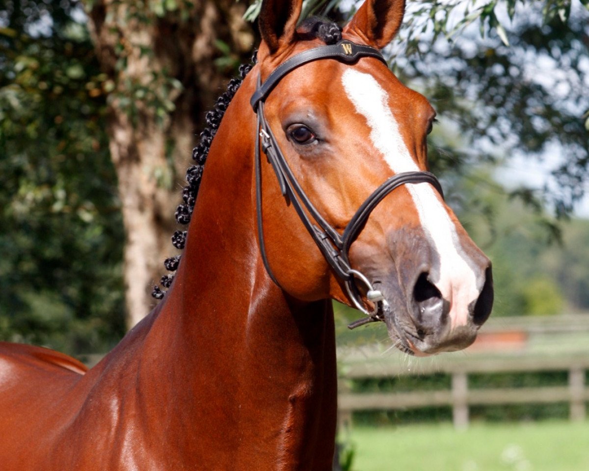 stallion Can't Touch This HS (Holsteiner, 2015, from Casall Ask)