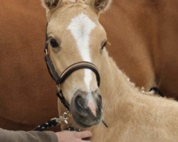 dressage horse Quentin AD (Westphalian, 2017, from Qaside Md)