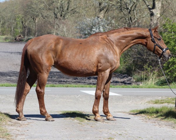 broodmare Wiola (Hanoverian, 1999, from Wanderbursch II)