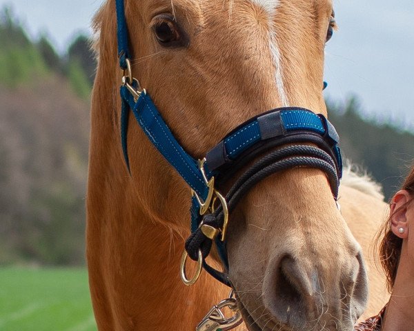dressage horse Der goldene Schnatz (German Sport Horse, 2018, from Qaside Md)