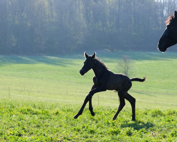 dressage horse Desperon Sezan (Oldenburg, 2020, from Desperados FRH)