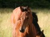 broodmare Cicilia K (Oldenburg show jumper, 2016, from Chaman)