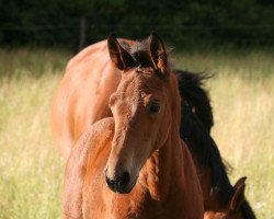 broodmare Cicilia K (Oldenburg show jumper, 2016, from Chaman)