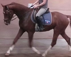 dressage horse Fradie (Westphalian, 2015, from Franziskus FRH)