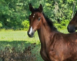 broodmare Escara 20 (Oldenburg show jumper, 2015, from Favorit Ask)